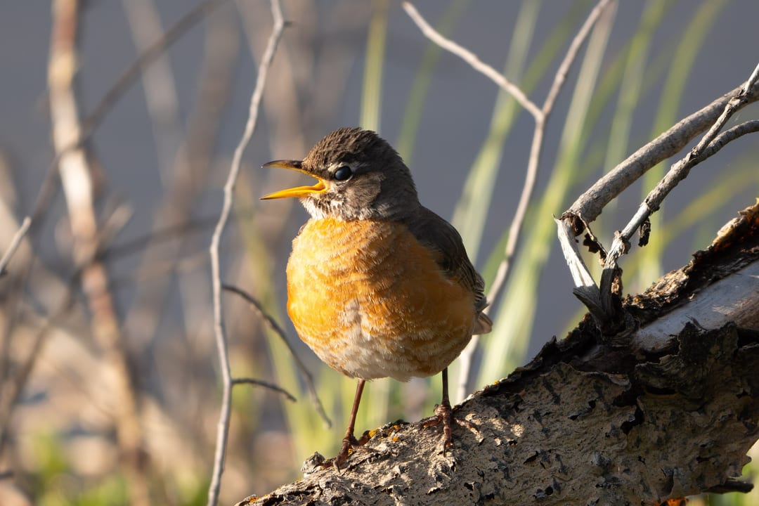 An American Robin with its beak open, possibly singing or calling, perched on a textured tree branch.