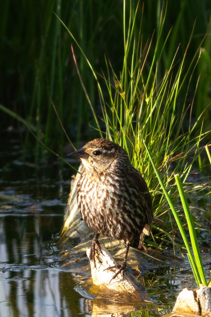 A female Red-winged Blackbird perches on a submerged log amidst tall green marsh grass.