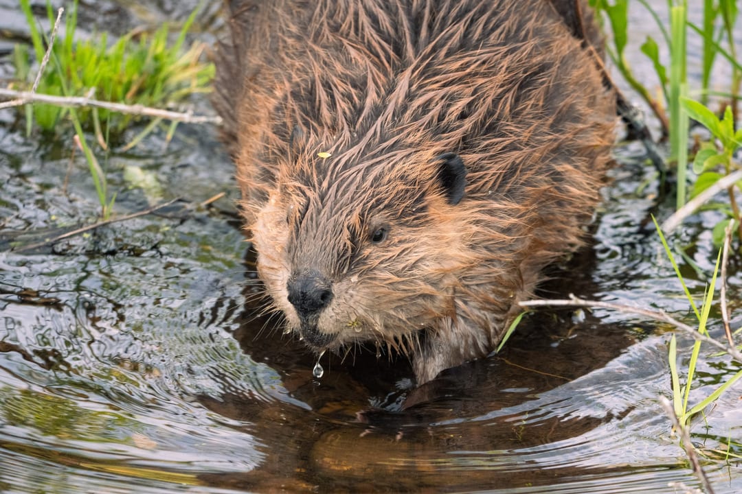 A North American Beaver in shallow water, with wet fur and a water droplet falling from its mouth, surrounded by green vegetation and branches.