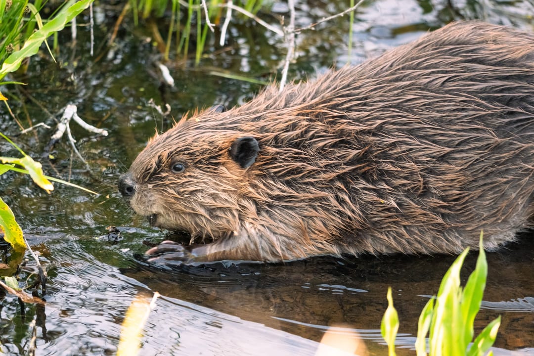 A North American Beaver is partially submerged in water near a vegetated bank, looking to its left.
